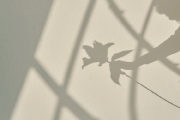 A soft shadow of a hand holding a flower is cast on a light-colored wall. The background shows a grid-like pattern from a window, creating a serene and abstract composition.